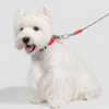 Furmanity Dog Half P Collar